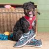 Cute dog in front of a wicker toy basket with floral shoes
